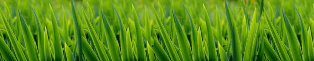 grass.png